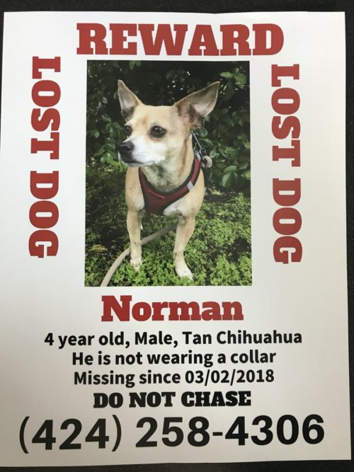 West Side Rag » Norman the Chihuahua 