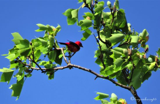 Central Park Birding Report: Red, White, and Blue Birds!