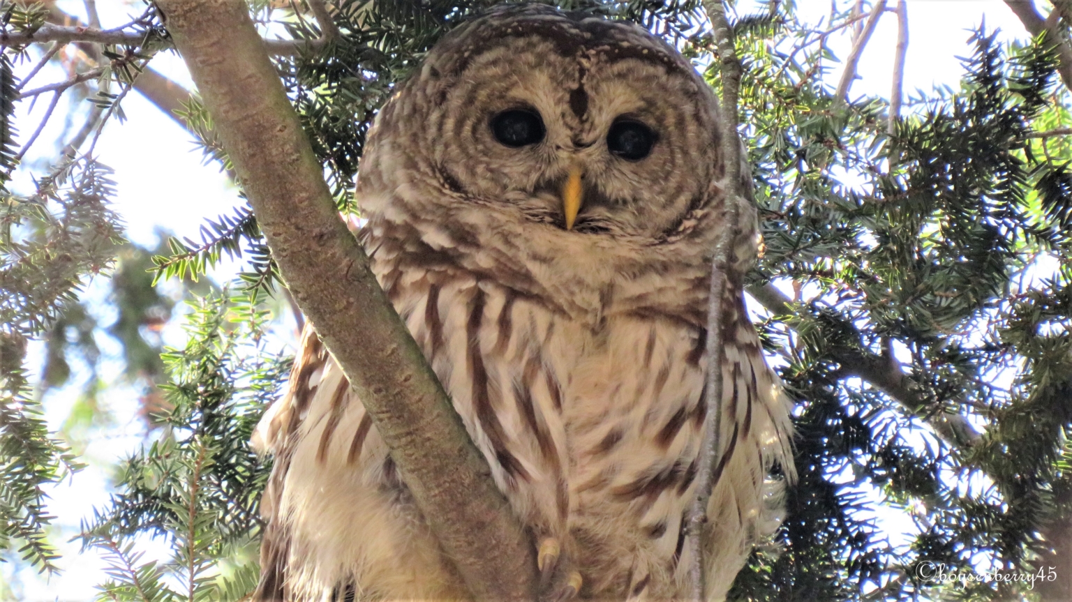 Central Park Birding Report: A Parliament of Owls