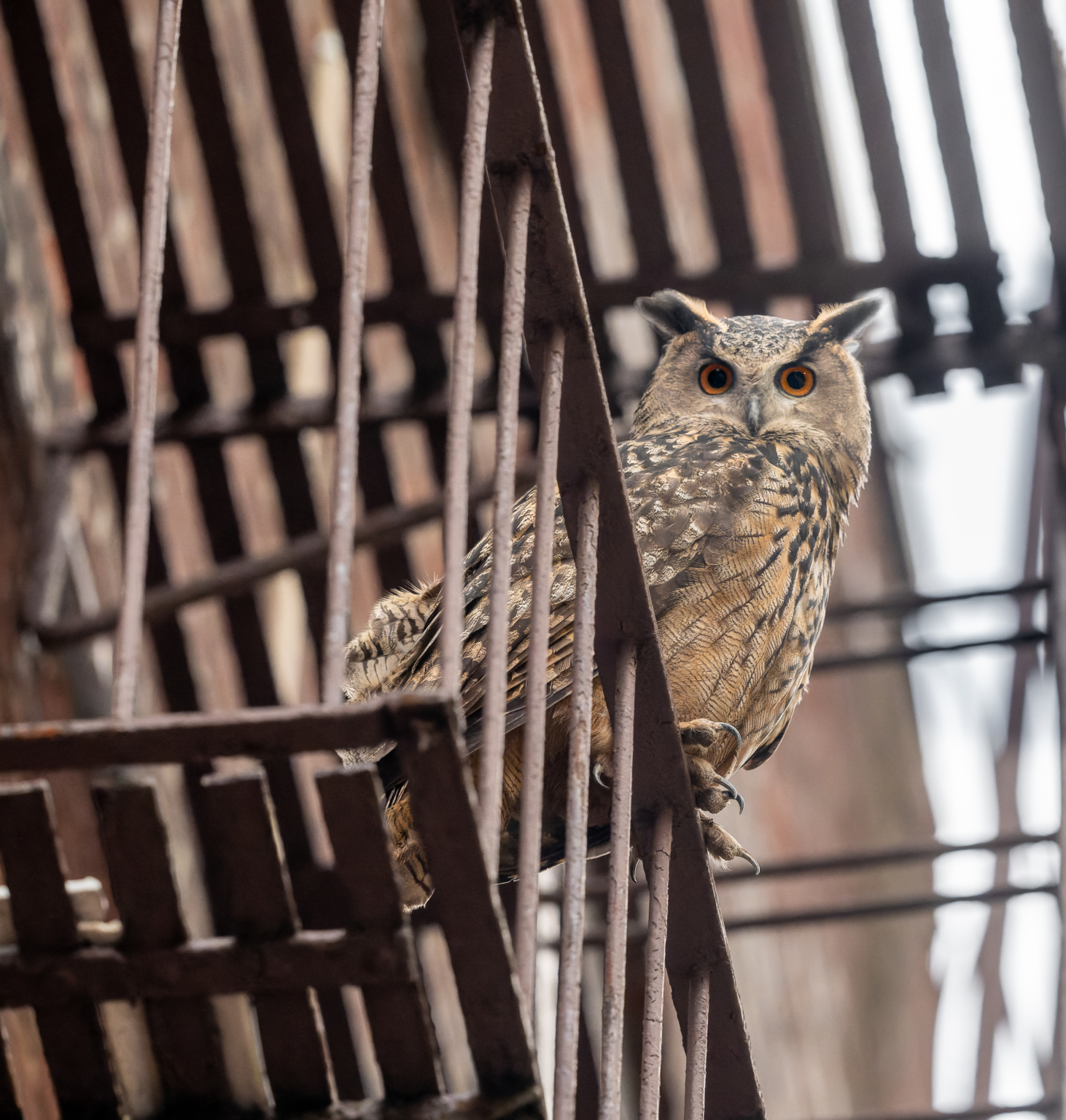 Flaco the Owl Spotted on Upper West Side Fire Escape: See It